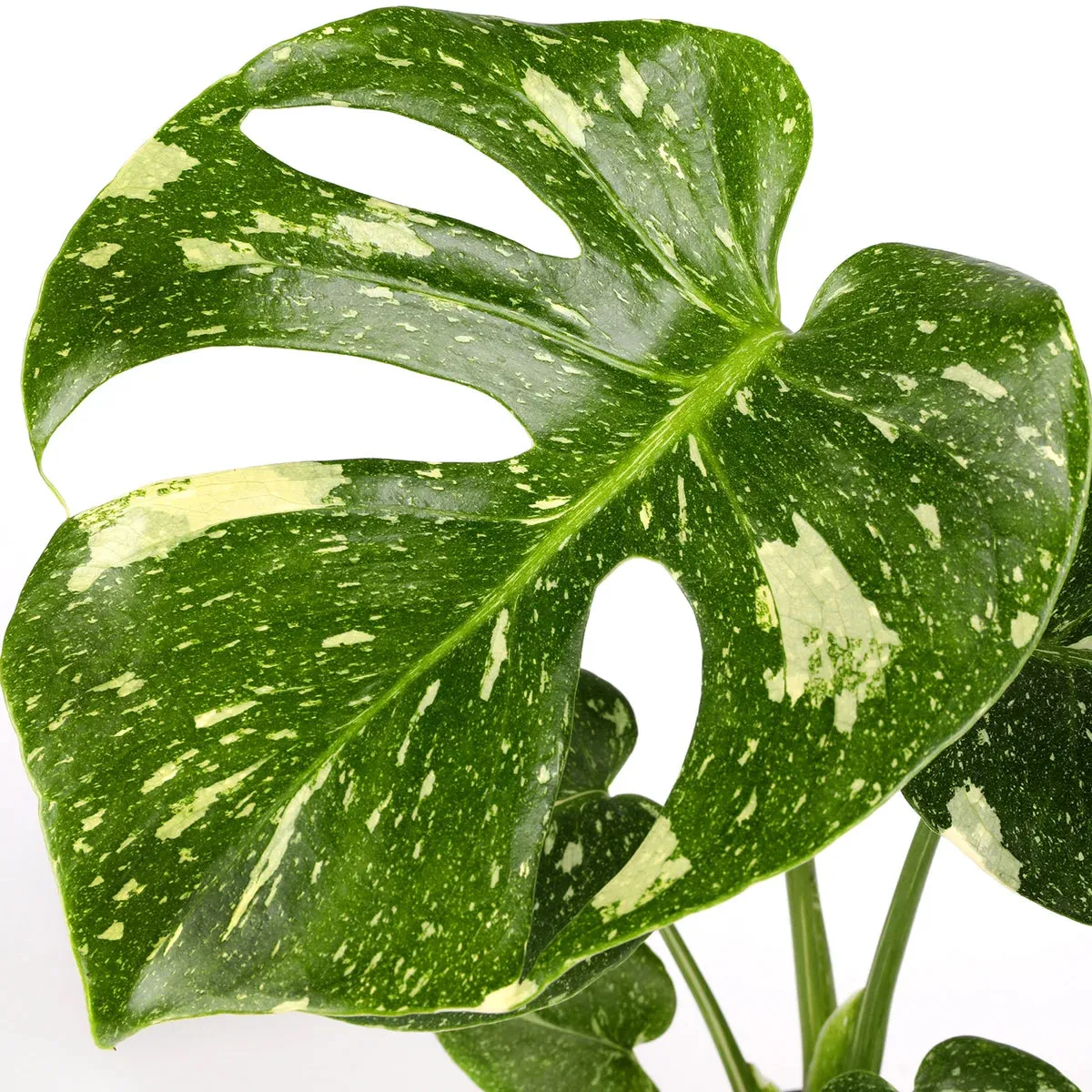 Exquisite 5" Thai Constellation Plant